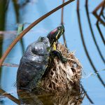 Red-eared Slider (non native)