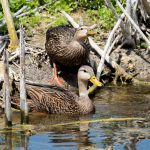 Mottled Duck