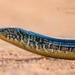 Broad Head Skink