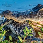 Alligator