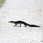 Alligator (juvenile)