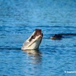 Alligator