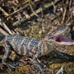 Alligator (juvenile)