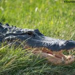 Alligator