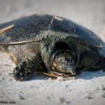 Florida Softshell Turtle