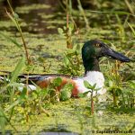 Northern Shoveler