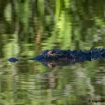 Alligator