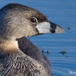 Pied-billed Grebe