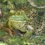 Bullfrog