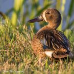 Blue-wing Teal