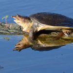 Soft Shelled Turtle