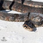 Banded Water Snake