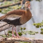Black-bellied Whistling Duck