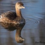 Pied-billed Grebe
