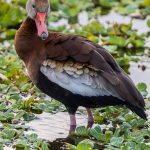 Black-bellied Whistling Duck
