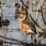 Fulvous Whistling Duck