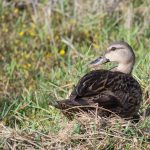 Mottled Duck (hybrid)
