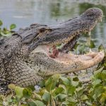 Alligator
