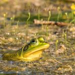 Pig Frog