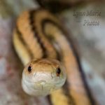 Yellow Rat Snake