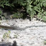 Five-lined Skink