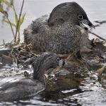 Pied-billed Grebe