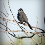 Catbird