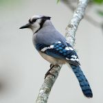 Blue Jay