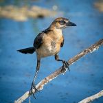 Boat-tailed Grackle (female)