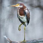 Tri-colored Heron