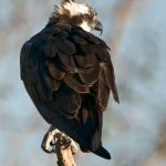 Osprey (juvenile)