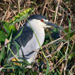 Black-crowned Night Heron