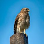 Red Shouldered Hawk