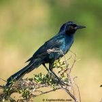 Boat-tailed Grackle