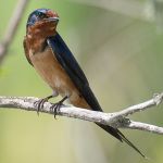 Barn Swallow