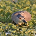 Black-crowned Night Heron