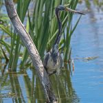 Tri-colored Heron