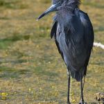 Little Blue Heron