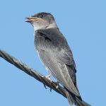 Purple Martin (juvenile)