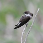 Bank Swallow