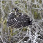Black-crowned Night Heron (juvenile)