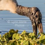 Wood Stork