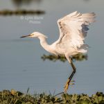 Snowy Egret