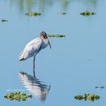 Wood Stork (juvenile)