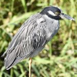 Yellow-crowned Night Heron
