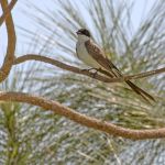 Fork-tailed Flycatcher