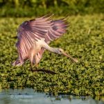 Roseate Spoonbill
