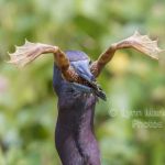 Little Blue Heron (and frog)