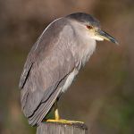 Black-crowned Night Heron