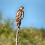 Red Shouldered Hawk (juvenile)